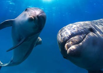 Tradotto il linguaggio dei delfini: 14 suoni per comunicare