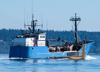 Il cambiamento climatico fa sparire i granchi, l’Alaska ne vieta la pesca