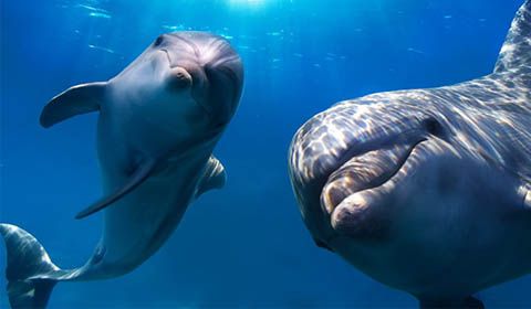 Tradotto il linguaggio dei delfini: 14 suoni per comunicare