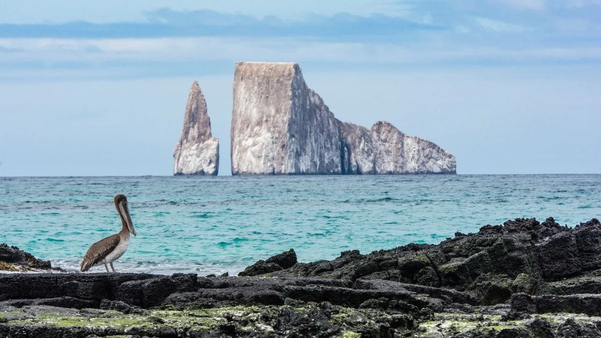 Scena costiera con pellicano su rocce vulcaniche e faraglione roccioso sullo sfondo, utile per sezioni naturalistiche o reportage.