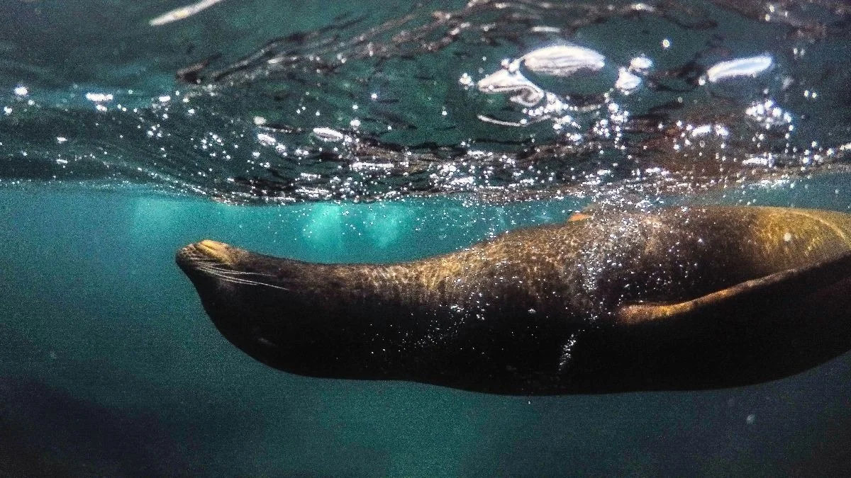 Foca/otaria vista subacquea in primo piano, immagine suggestiva per contenuti su fauna marina o immersioni.