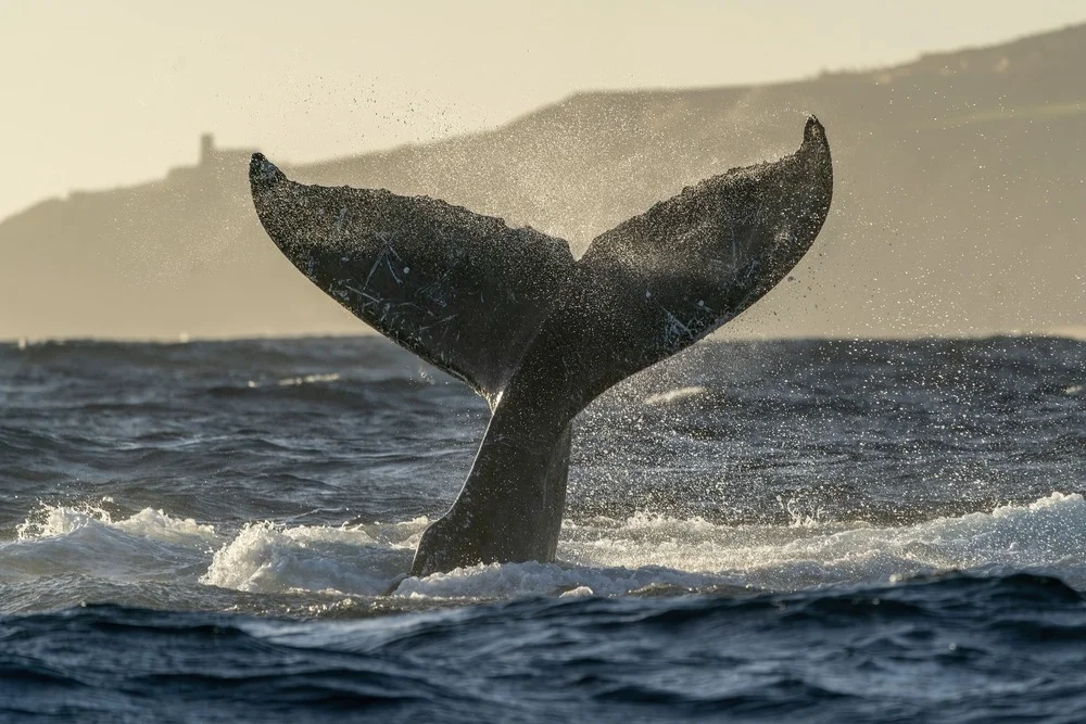 Coda di balena che emerge dall'acqua con spruzzi, dettaglio comportamentale e texture della pelle.