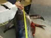 Pesca - Limiti di taglia minima