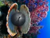 Sagoma di un subacqueo vista attraverso una sfera scura tra due valve di conchiglia, accanto a un corallo molle rosso su fondale blu