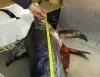 Pesca - Limiti di taglia minima