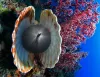 Sagoma di un subacqueo vista attraverso una sfera scura tra due valve di conchiglia, accanto a un corallo molle rosso su fondale blu