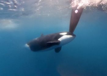 The Ocean Race Leg 7 The Grand Finale. Orca encounter: ''This was a scary moment''