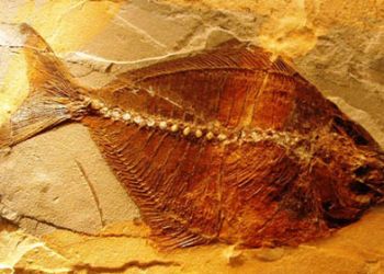 I fossili di Bolca