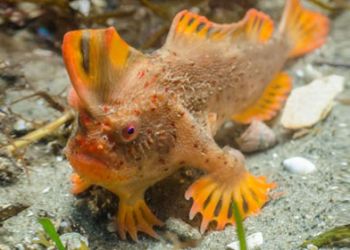 Tasmania: scoperta un'altra popolazione di Thymichthys politus, il raro pesce con le mani