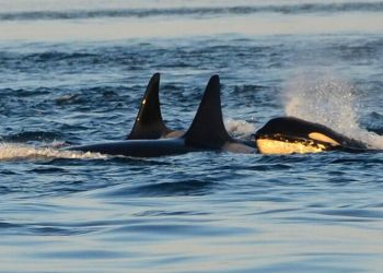Dopo la morte del piccolo, le orche di Genova vengono costantemente monitorate