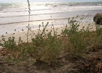 Siepi frangivento a salvaguardia dell'erosione costiera 