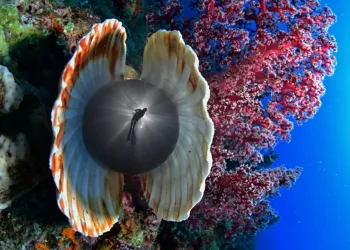 Sagoma di un subacqueo vista attraverso una sfera scura tra due valve di conchiglia, accanto a un corallo molle rosso su fondale blu