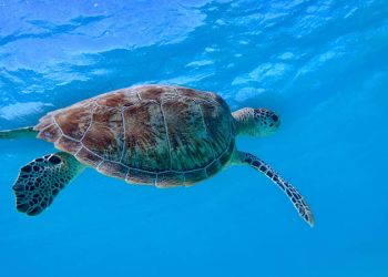 Life Conceptu Maris: un’estate speciale per cetacei e tartarughe marine 