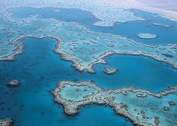 La barriera corallina un paradiso minacciato