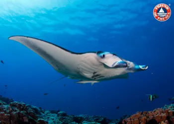 Manta che nuota sopra una barriera corallina in acque aperte