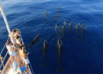 Il Santuario dei Cetacei Pelagos, luogo unico da tutelare