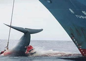 Il Giappone e la caccia alle balene