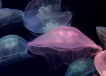 La medusa quadrifoglio: la medusa eterna