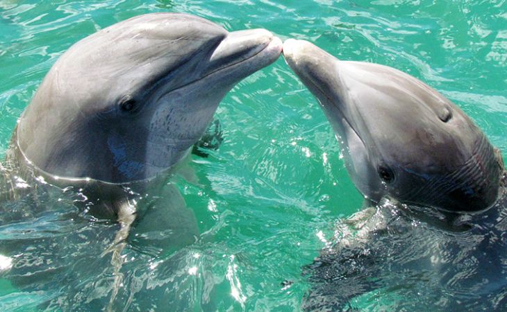 I delfini collaborano, loro malgrado