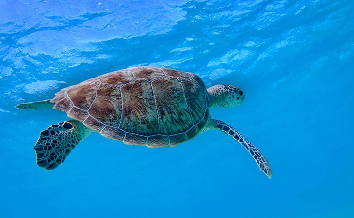 Life Conceptu Maris: un’estate speciale per cetacei e tartarughe marine 