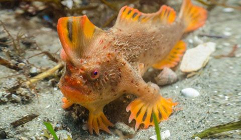 Tasmania: scoperta un'altra popolazione di Thymichthys politus, il raro pesce con le mani