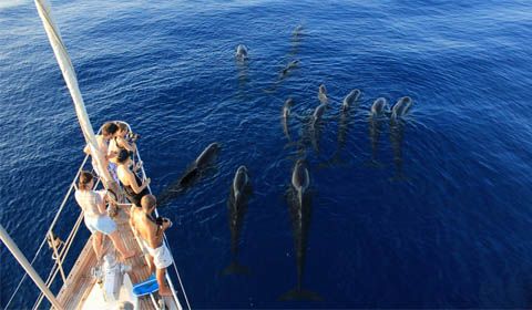Il Santuario dei Cetacei Pelagos, luogo unico da tutelare