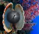 Sagoma di un subacqueo vista attraverso una sfera scura tra due valve di conchiglia, accanto a un corallo molle rosso su fondale blu