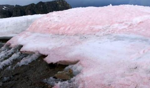 Neve rosa all’Artico. Ecco perché è successo e le conseguenze