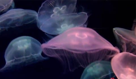 La medusa quadrifoglio: la medusa eterna
