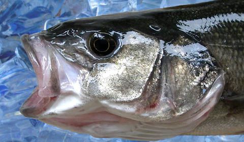 Il riscaldamento globale aumenta la concentrazione di mercurio nei pesci