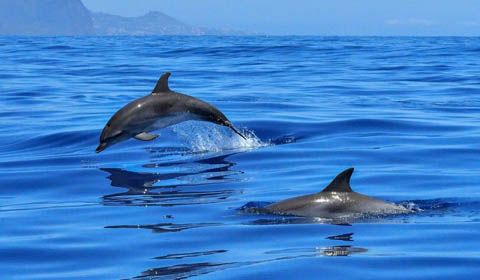 La strage silenziosa dei delfini francesi che fa 6mila vittime all'anno