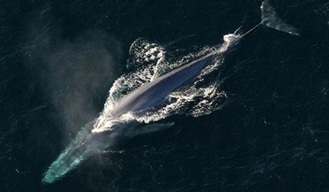 L’Islanda riapre la caccia alle balene e fissa le nuove quote