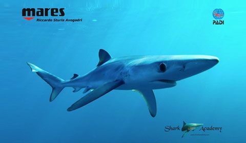 Eudi Show 2019: squali in prima fila con il Corso di  Specialità Shark Expert